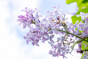 清新紫丁香花枝特写