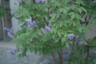 蓝花楹花枝自然小景