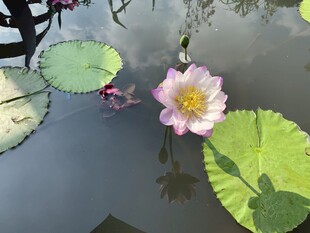 夏日池塘粉睡莲