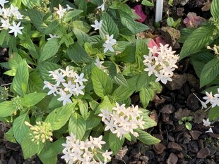 白色观赏花丛