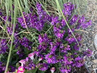 紫色薰衣草花丛