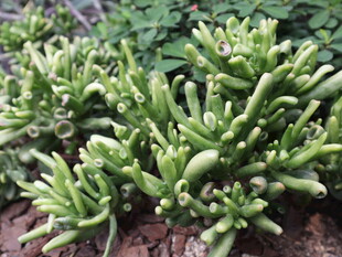 绿色多肉植物特写