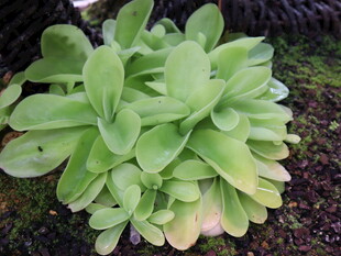 群生绿色多肉植物