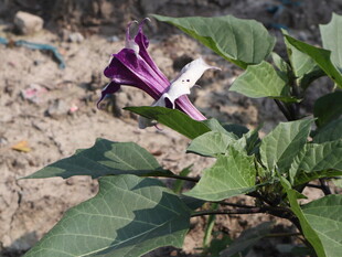 野外紫色牵牛花