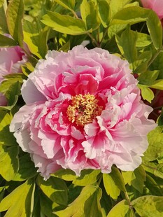 粉色牡丹花