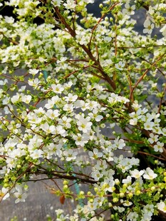 春日满树白花盛景