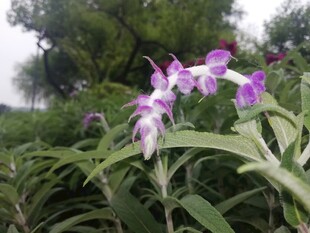 野外紫花穗植株