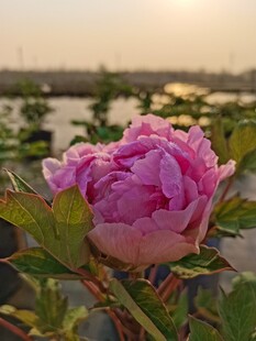 夕阳下的粉牡丹