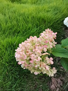 草坪旁的粉色花簇