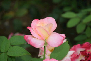 春日粉色月季花