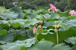 夏日荷塘美景