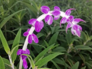 紫色鼠尾草花穗