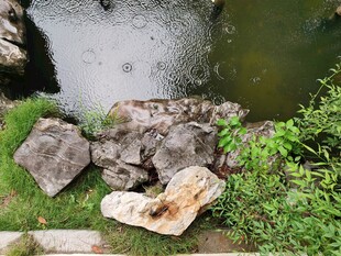 水边石块青草自然小景