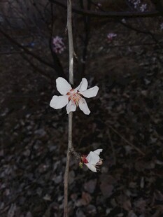枝上白色小花