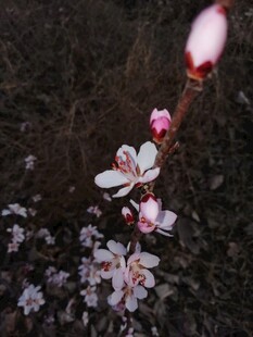 春日桃花初绽