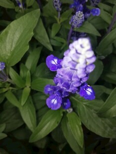蓝花鼠尾草特写