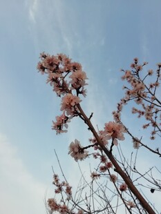 晴空下春日花枝