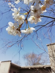 春日晴空枝头白樱盛放