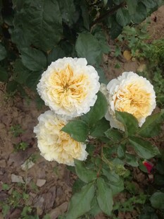 三朵黄心白边月季花