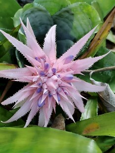 粉紫色星状花卉特写