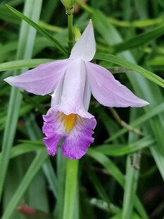 淡紫兰花特写