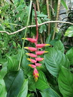 垂序蝎尾蕉热带花卉