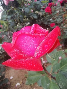 带露红色月季花