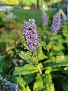 紫色穗状花卉特写