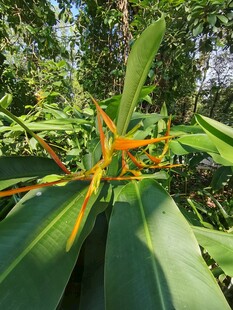 林间橙花绿植特写