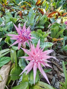 粉色星花凤梨