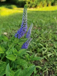 郊野蓝紫色穗状花卉