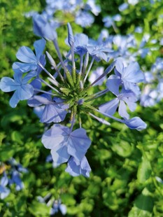 蓝雪花清新花卉特写