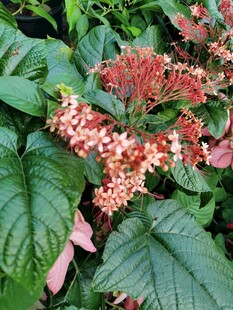 红花绿叶观赏花卉