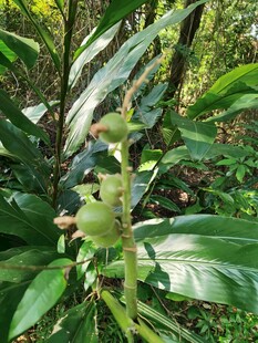林间绿植青果特写