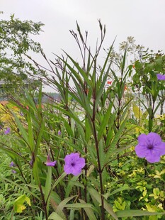 郊野紫花绿植自然小景