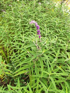 草丛中的紫色花穗