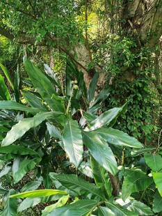 林下野生绿色植物
