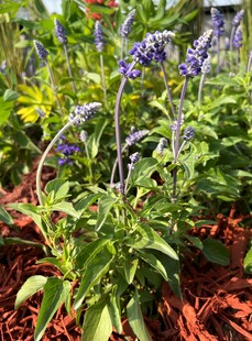 蓝花鼠尾草植株实拍