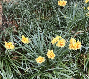 春日黄水仙花丛