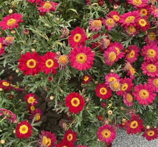 艳丽红色小花丛