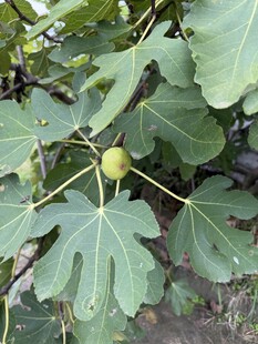 挂在枝头的青无花果