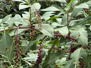 野生商陆植株特写