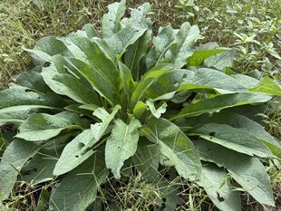 户外野生草本植物