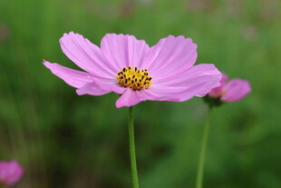 花朵