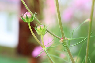 粉色待放花苞特写