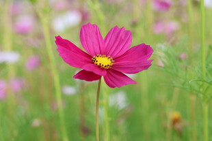 玫红格桑花特写