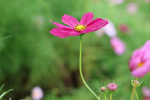 玫红格桑花清新特写