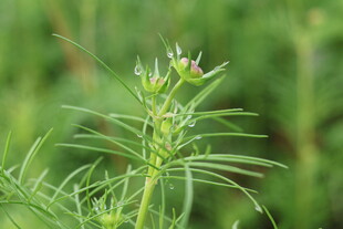 细叶绿植清新特写