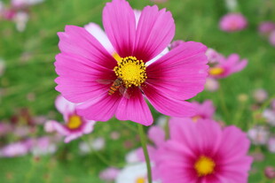 粉色格桑花唯美特写