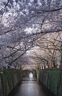 春日花廊步道